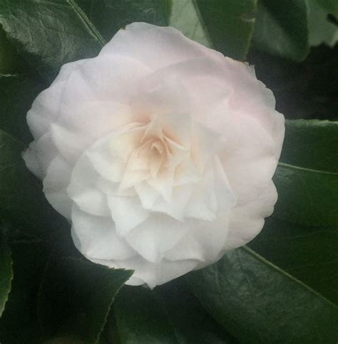 The Curse that Captivates: The Cursed Enchantment Camellia Japonica